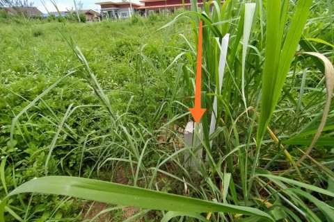 Terreno en Bang Lamung, Tailandia № 8373 - foto 12