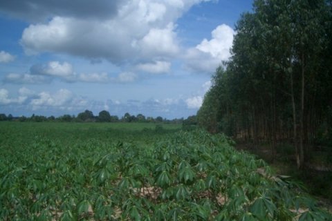 Terreno en Pattaya, Tailandia № 8348 - foto 10